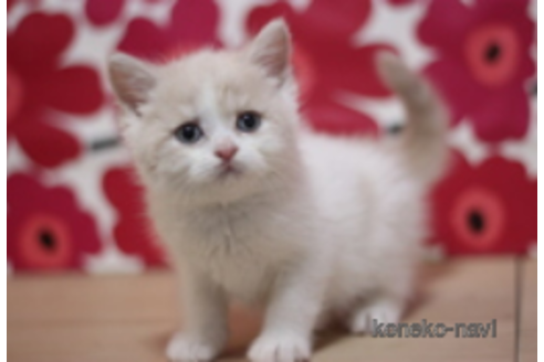 成約済の東京都のスコティッシュフォールド-74023の1枚目